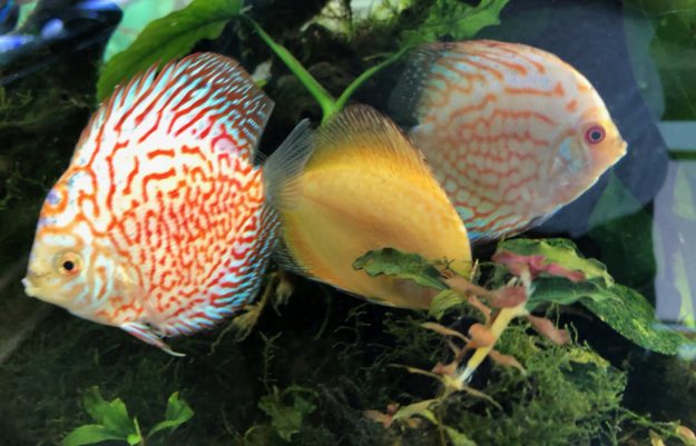pez discus pez discus