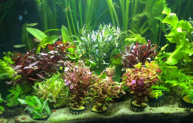 Acuario costa rica -Foto panoramica plantero Acuario costa rica -Foto panoramica plantero