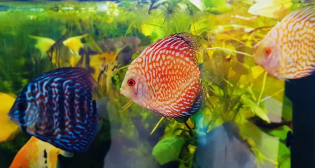 Discus sp. Discus sp.