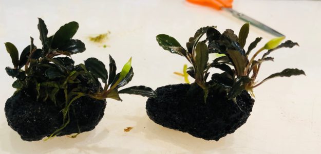 Bucephalandra sobre lava Bucephalandra sobre lava