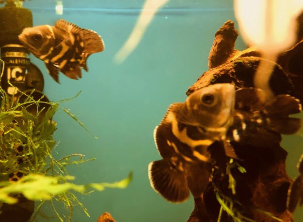 peces oscar peces oscar