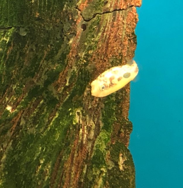 Pez globo enano agua dulce Pez globo enano agua dulce