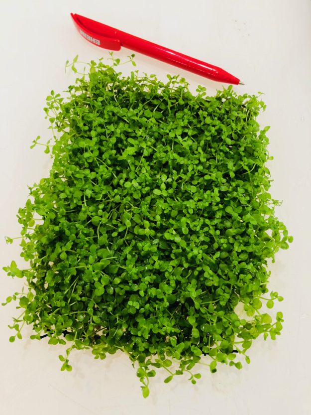 Plancha de Micrantenum monte carlo Plancha de Micrantenum monte carlo