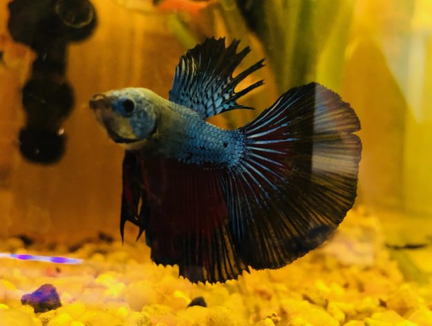 Acuario costa rica – Betta macho Acuario costa rica - Betta macho