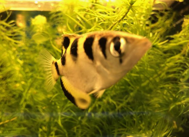 Pez arquero Pez arquero