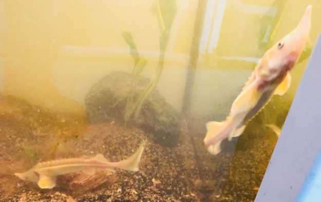 Esturion Acipenser ruthenus oro Esturion Acipenser ruthenus oro