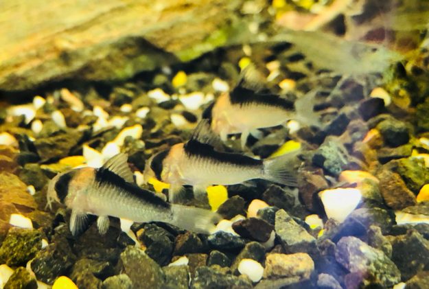 Acuario costa rica - corydora adolfoi