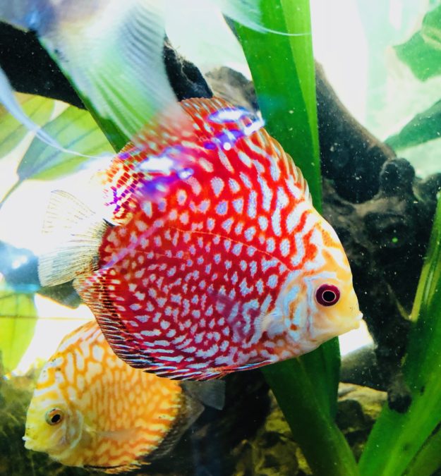 Disco red map pigeon