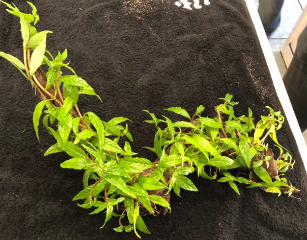 Staurogyne en tronco mediano