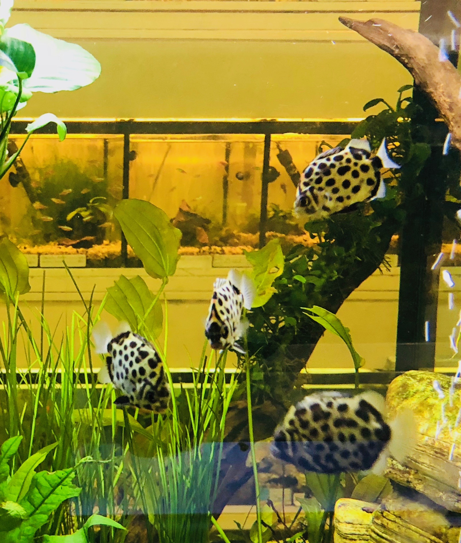 Scatophagus - Acuario costa rica