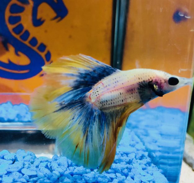 Betta superdelta Betta superdelta