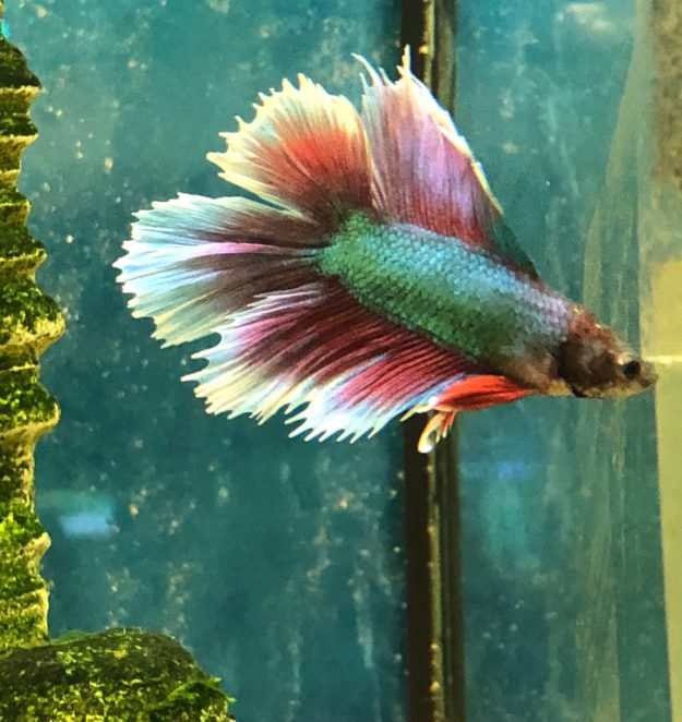 pez betta doble cola pez betta doble cola