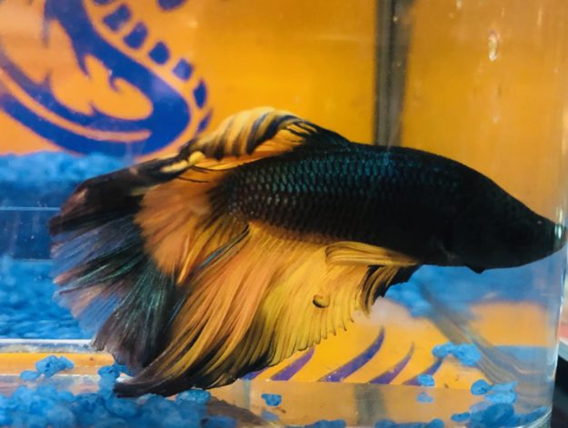 Pez Betta half moon Pez Betta half moon