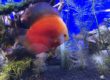 Acuario costa rica-discos sp
