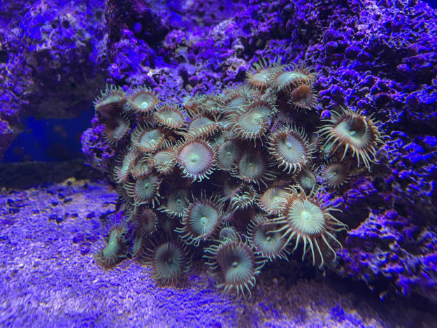 invertebrados marinos