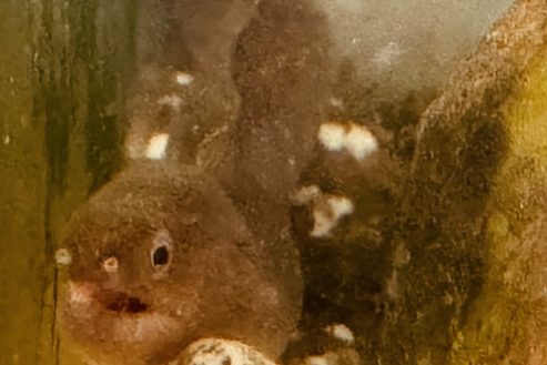 Pez morena agua dulce