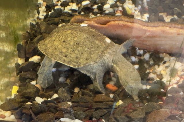 Galapago asiatico, completamente acuatico