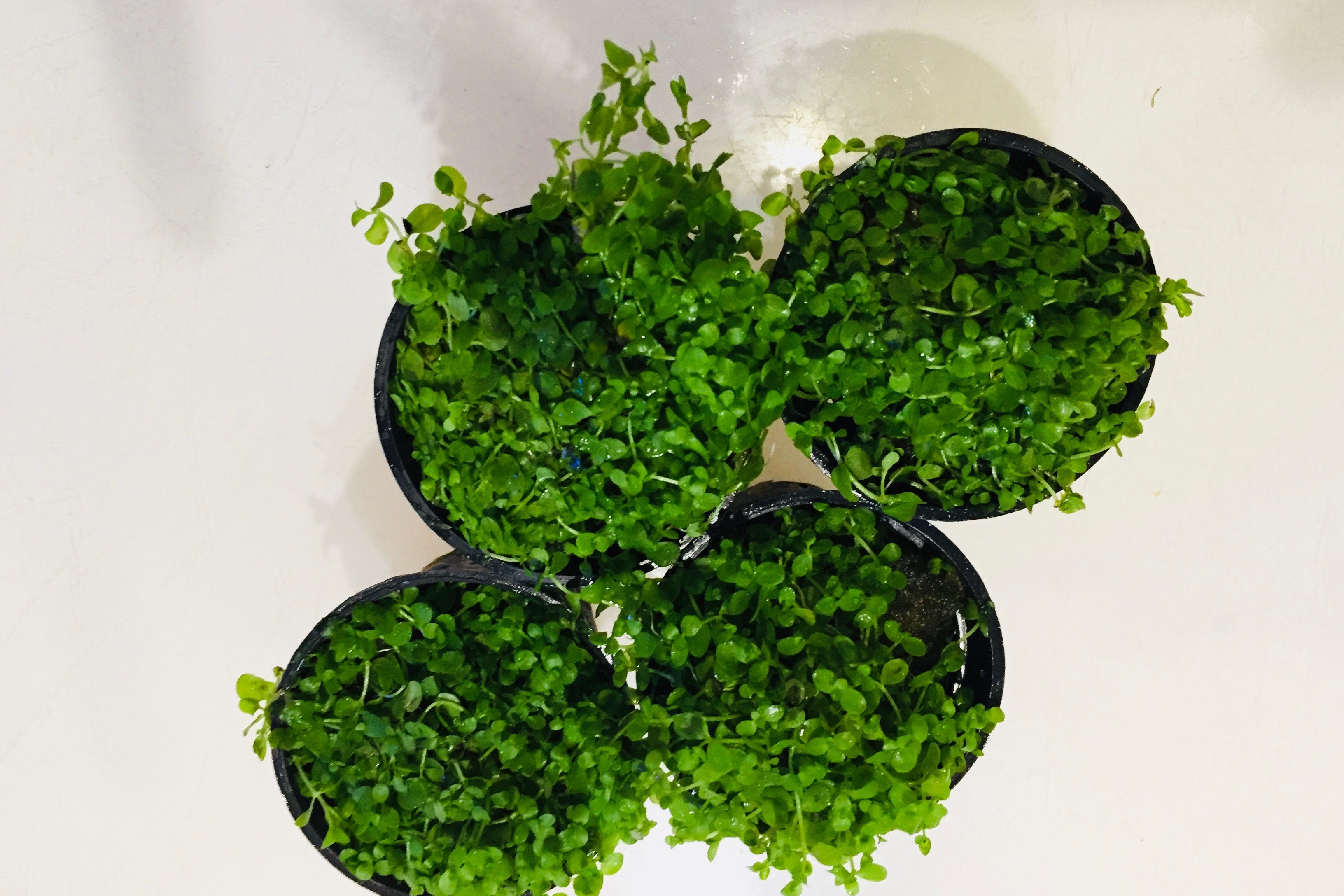 Micranthenum micrantenoides MONTECARLO