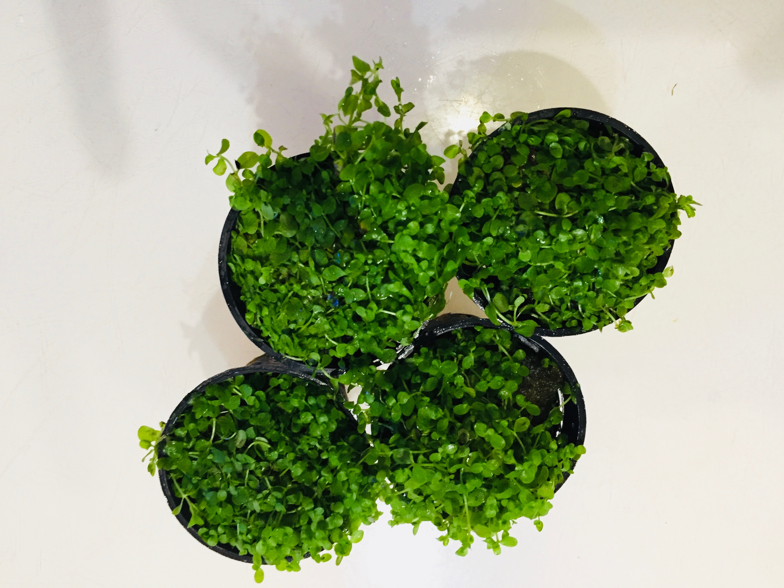 Micranthenum micrantenoides MONTECARLO