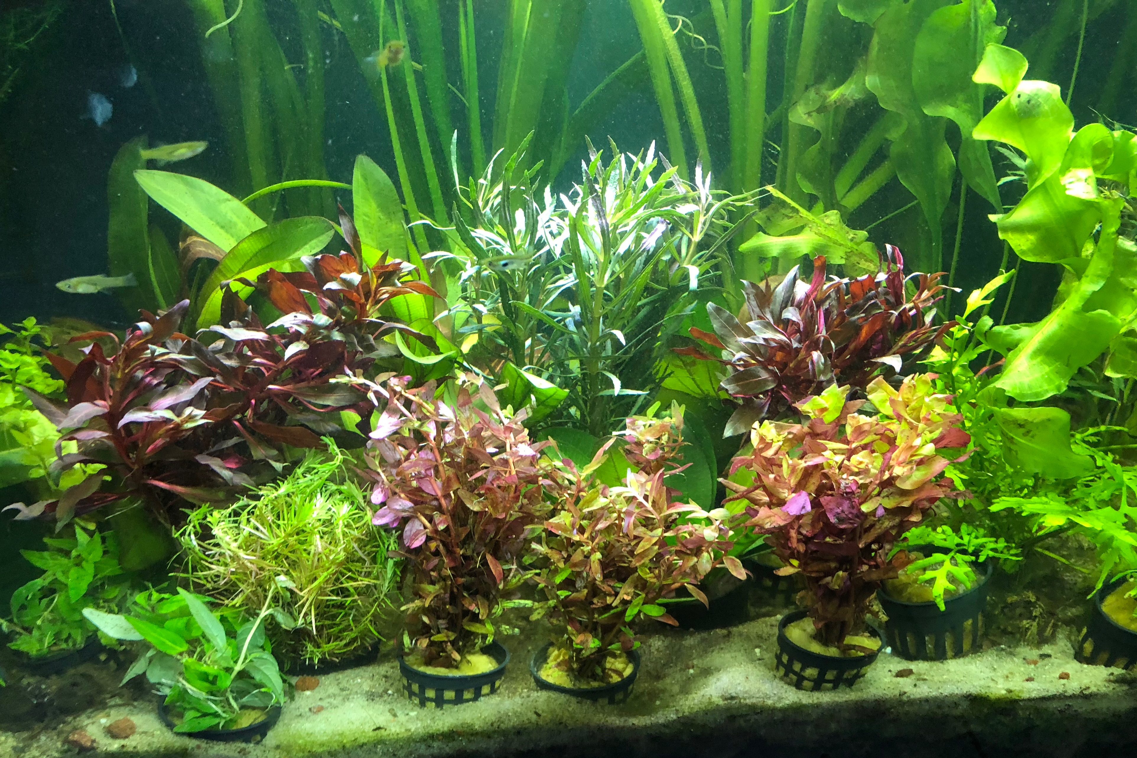 Acuario costa rica -Foto panoramica plantero