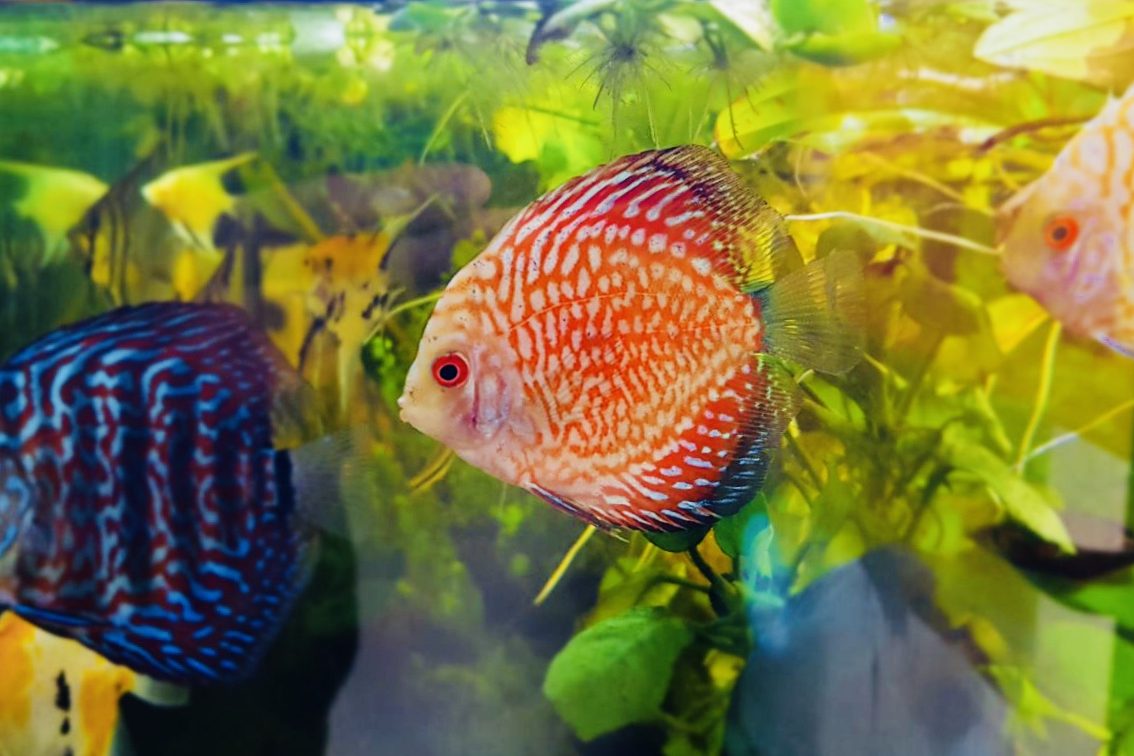 Discus sp.