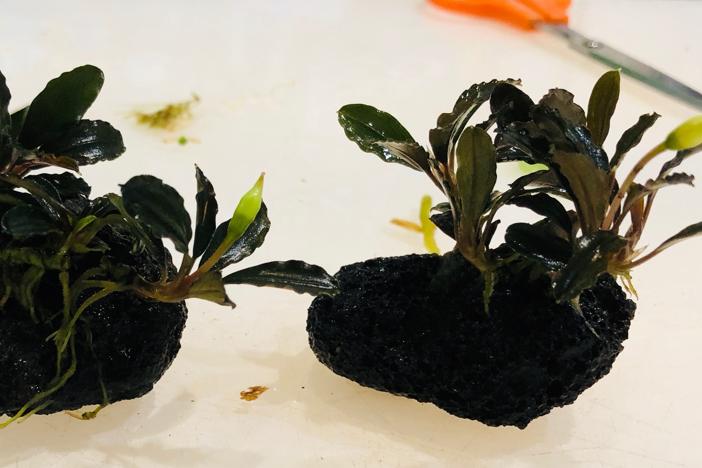 Bucephalandra sobre lava