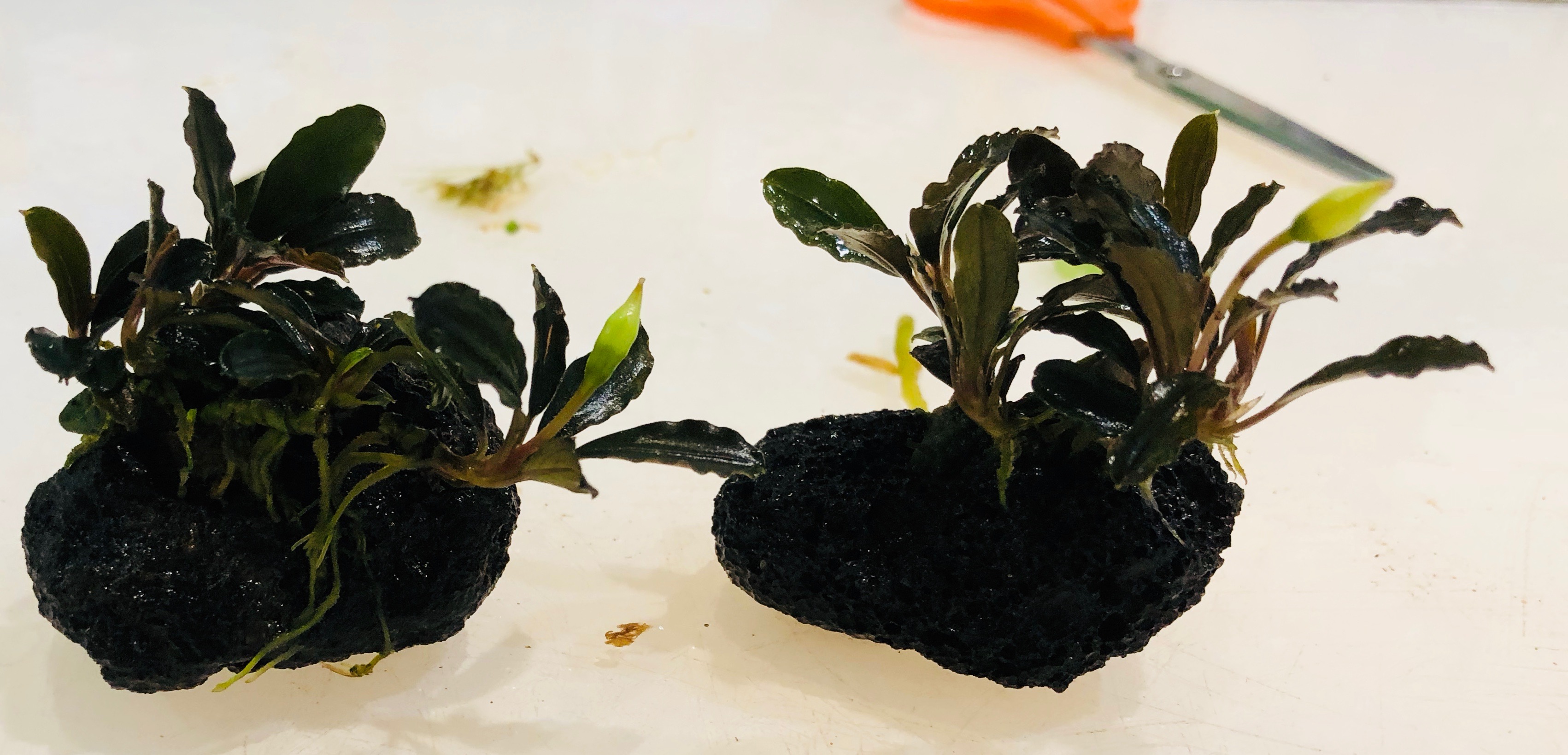 Bucephalandra sobre lava