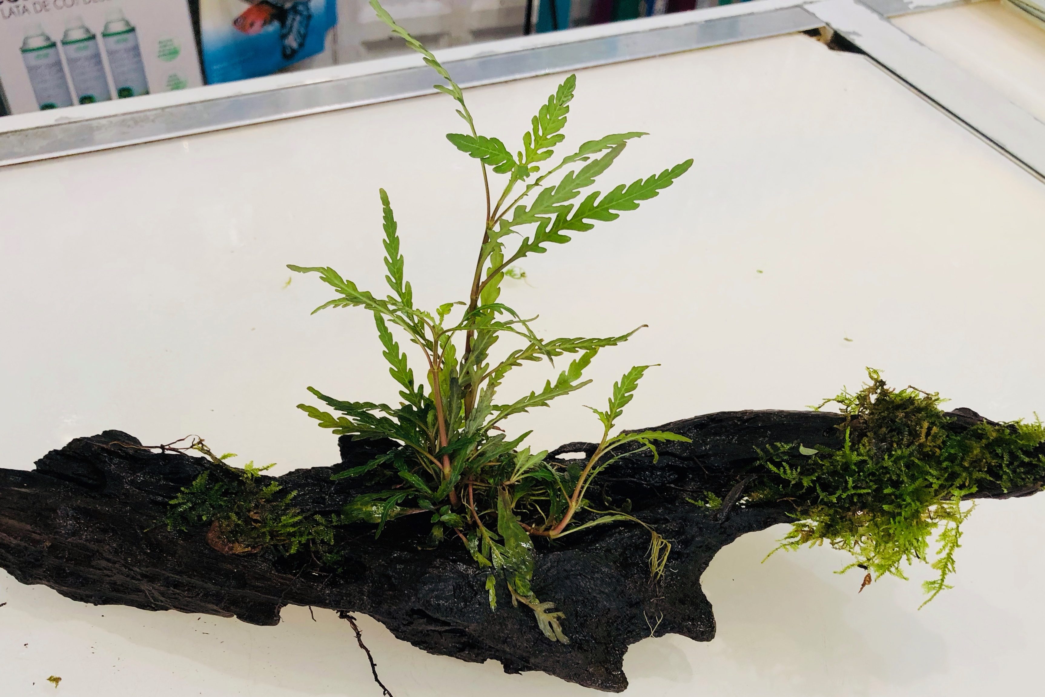 pinnatifida sobre tronco