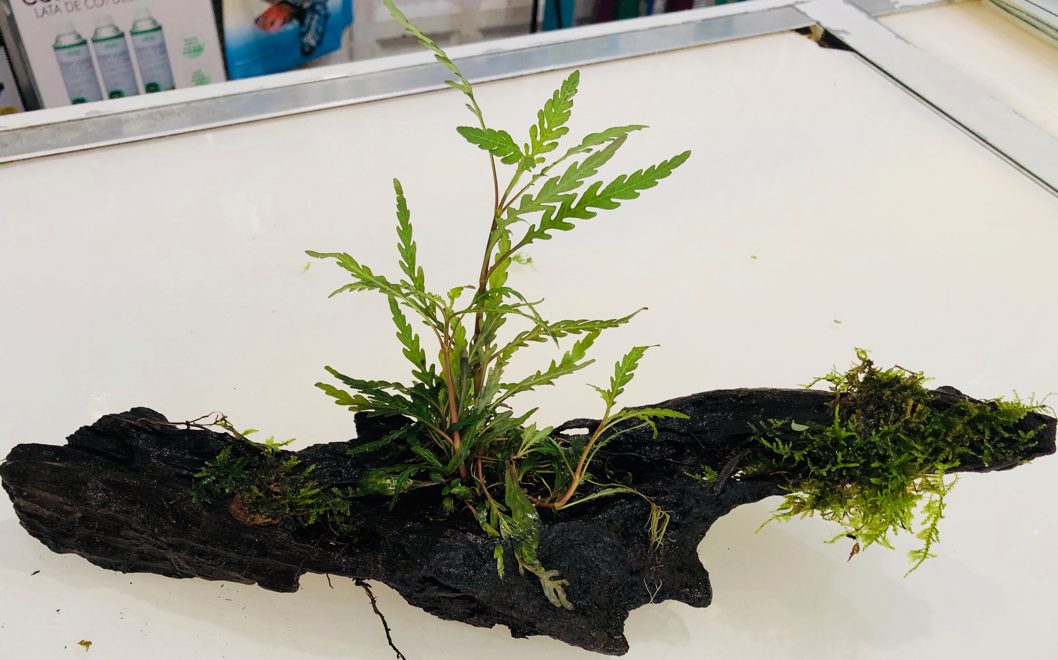 pinnatifida sobre tronco pinnatifida sobre tronco