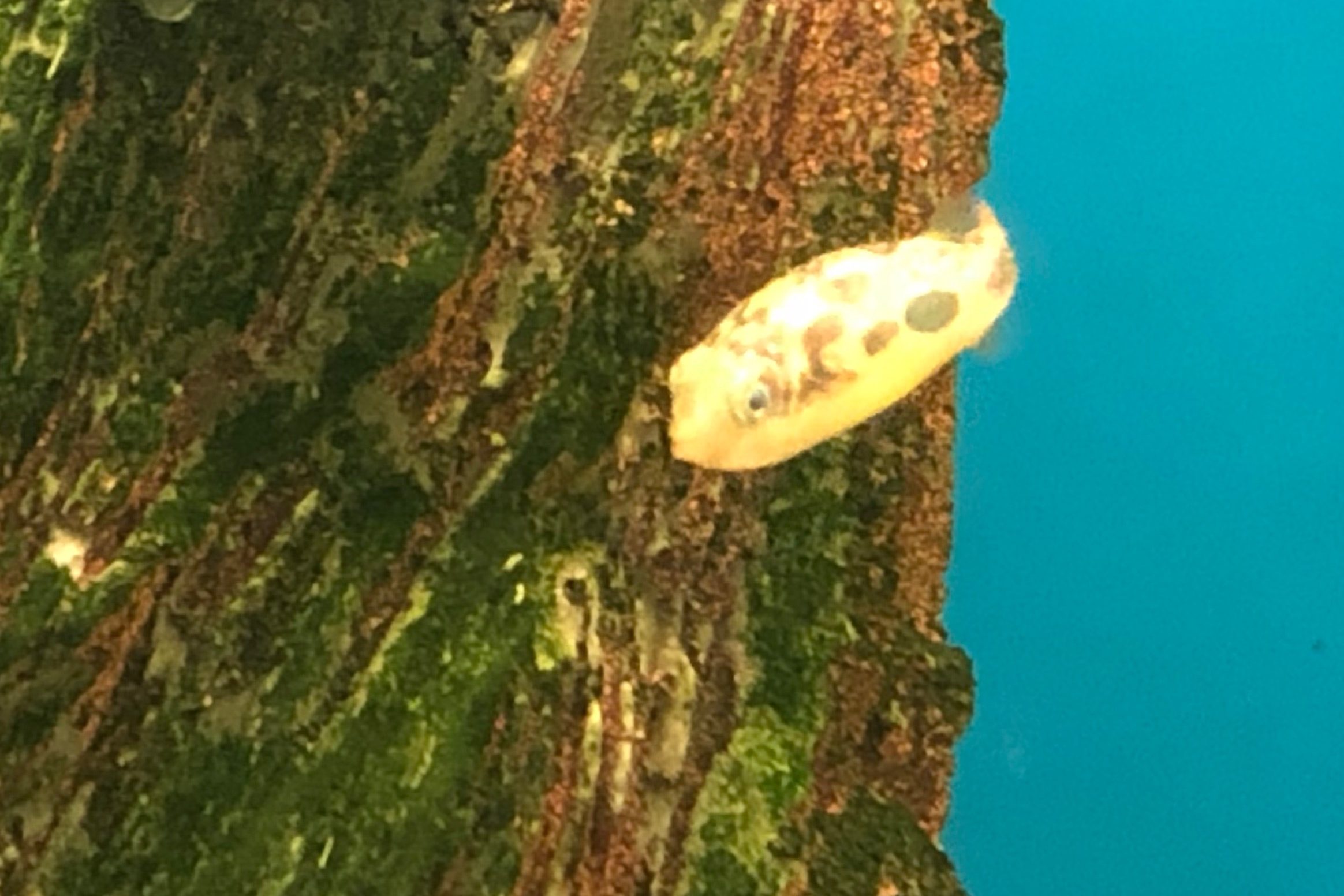 Pez globo enano agua dulce