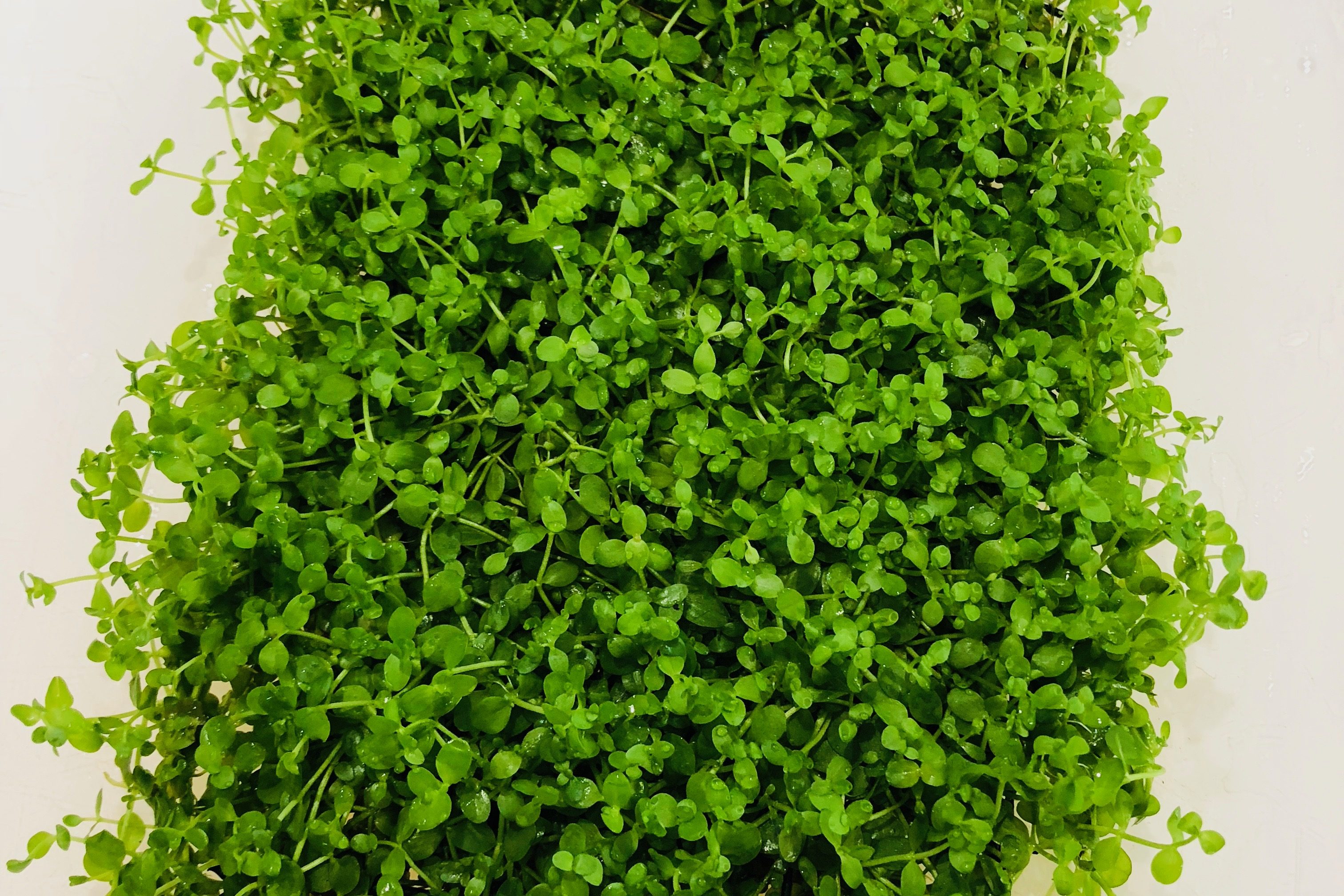 Plancha de Micrantenum monte carlo