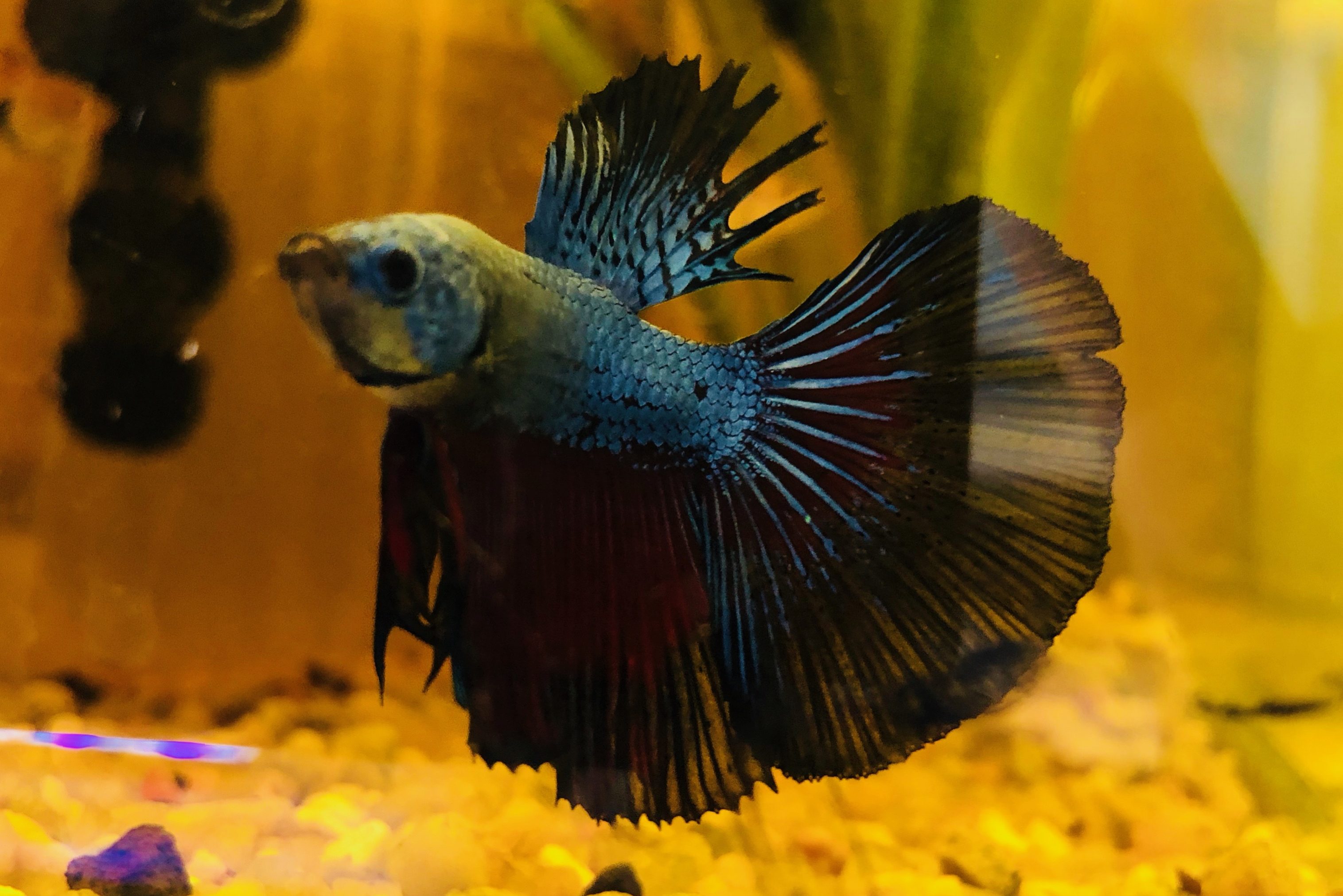 Acuario costa rica - Betta macho