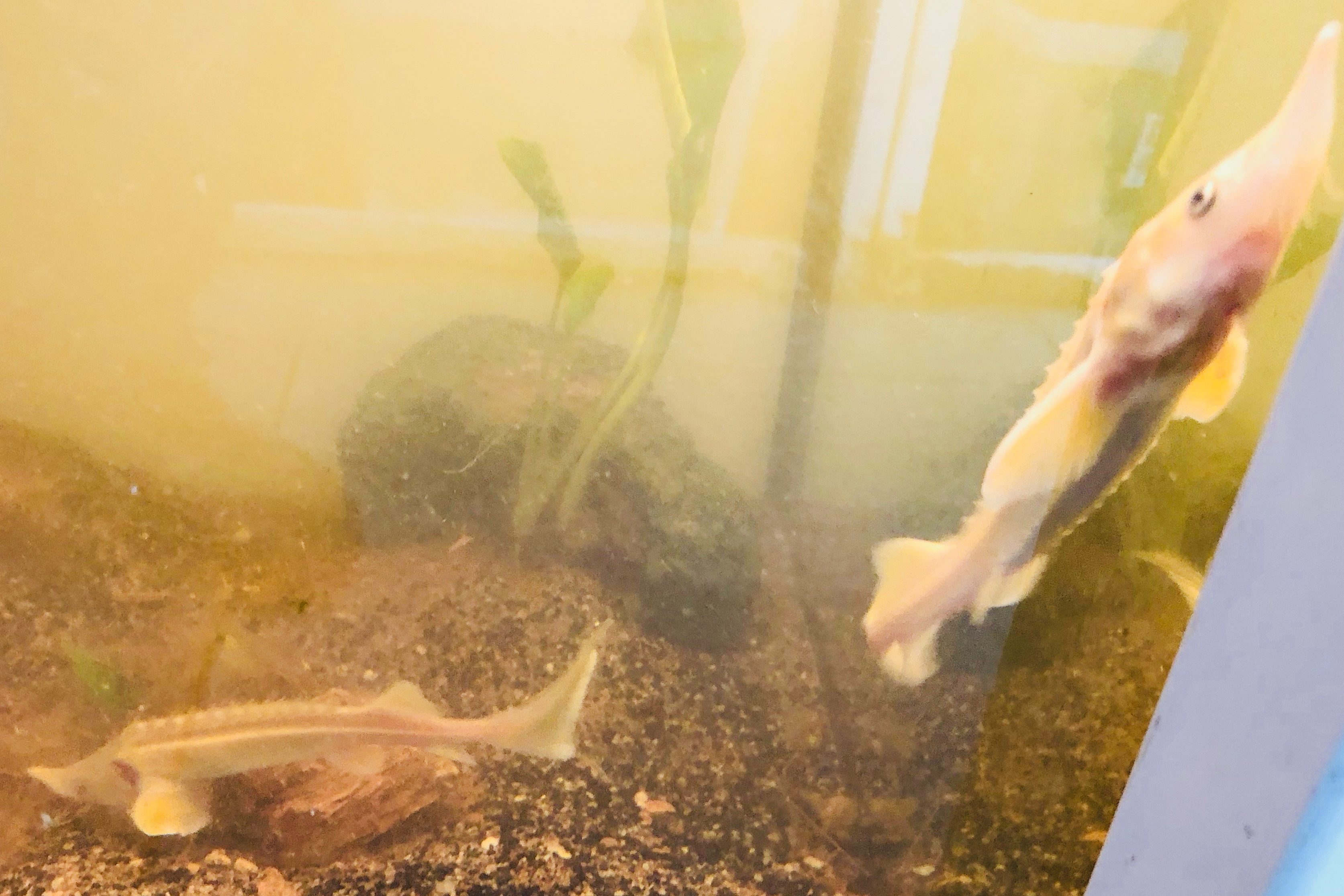 Esturion Acipenser ruthenus oro