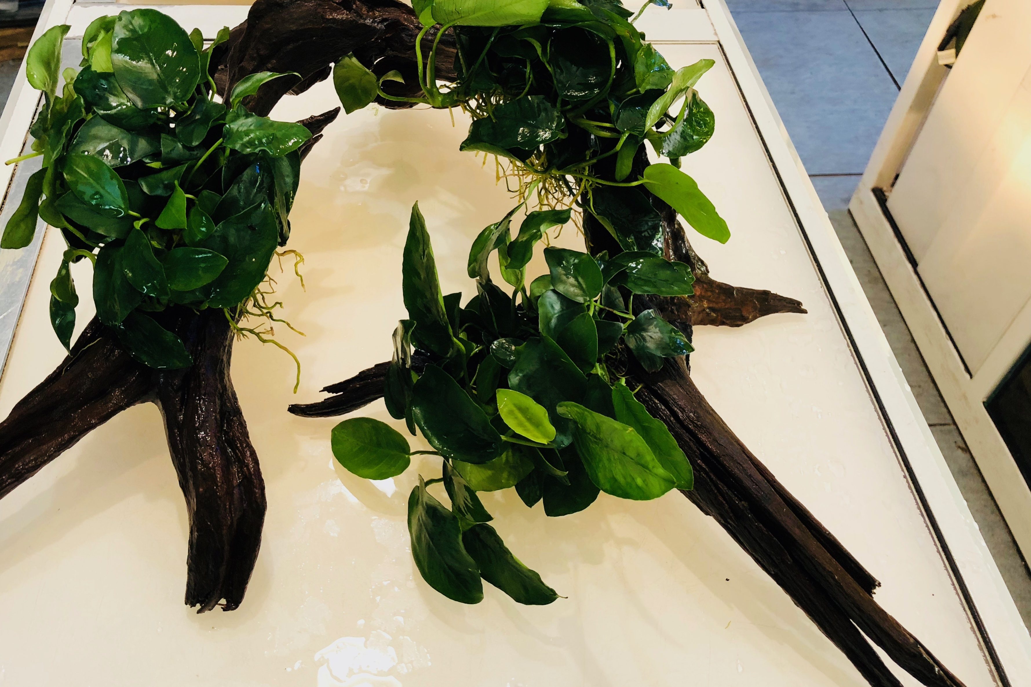 Anubias bartteri sobre raiz