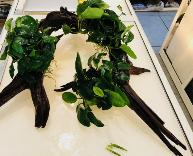 Anubias bartteri sobre raiz