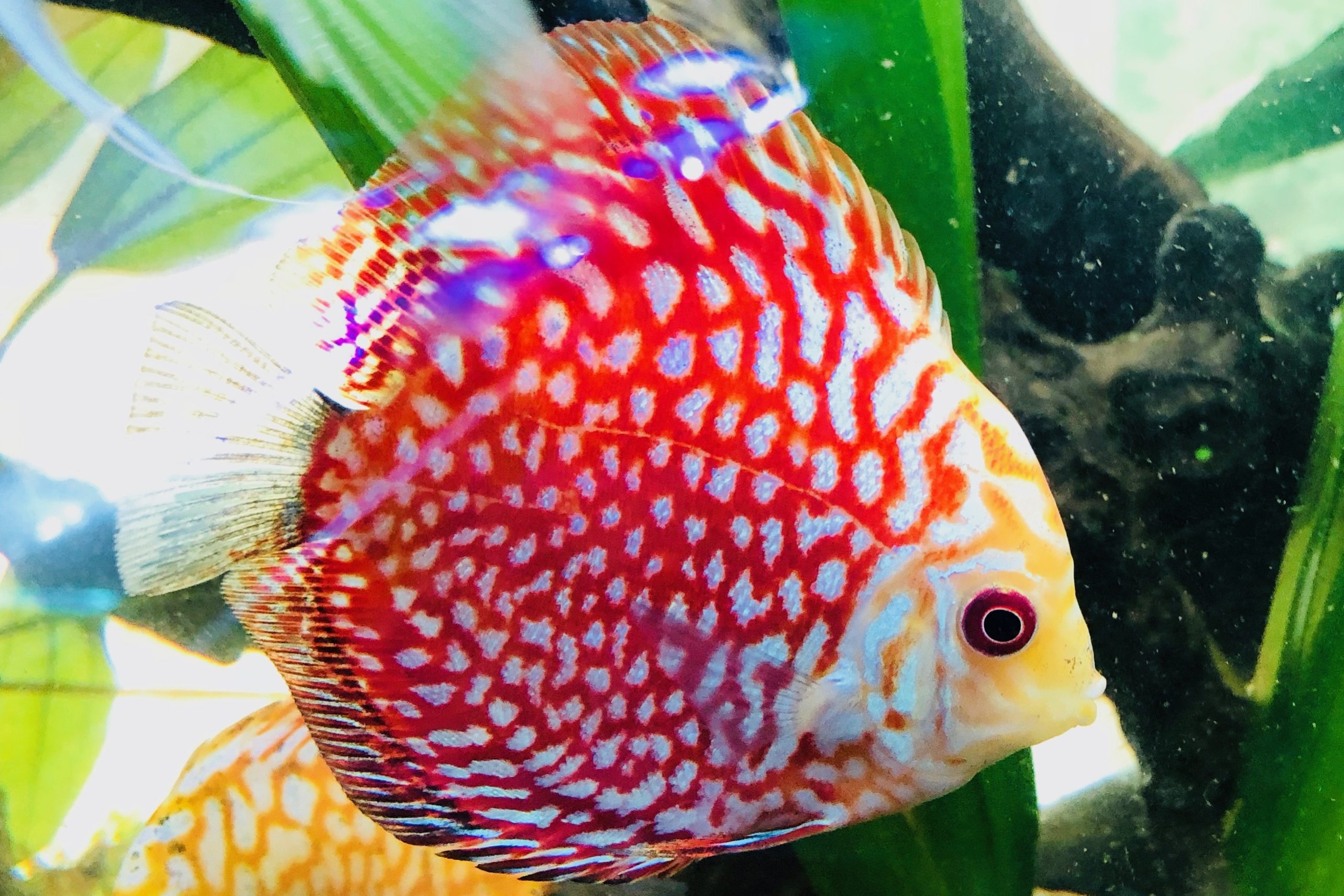 Disco red map pigeon