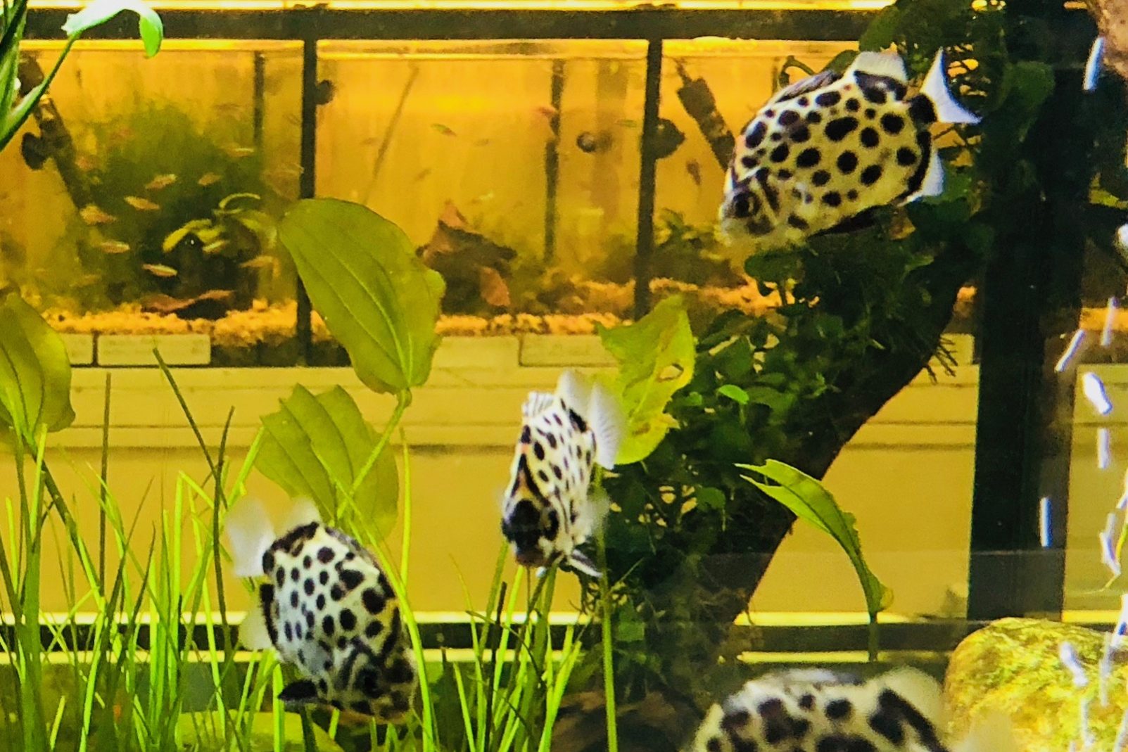 Scatophagus - Acuario costa rica