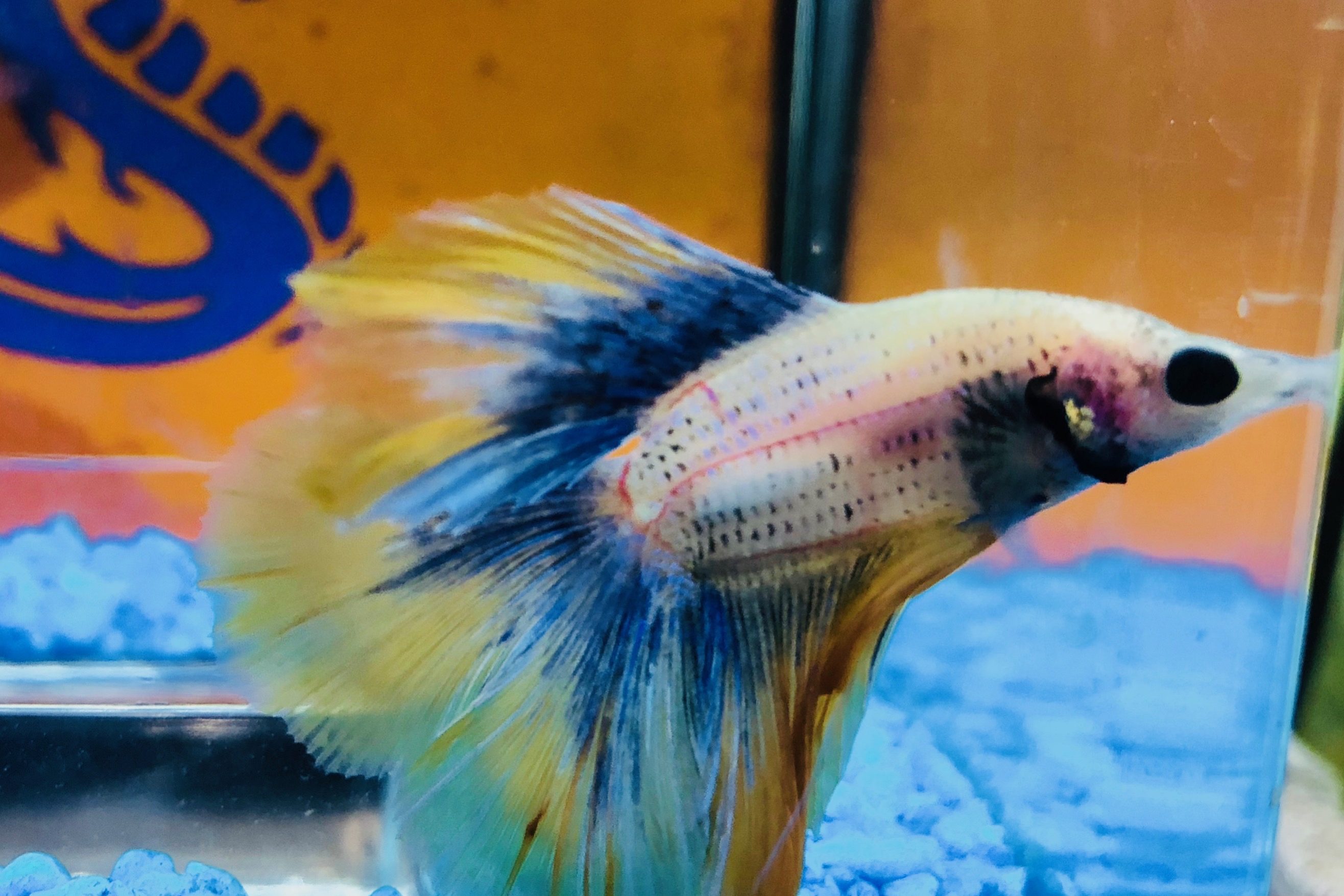 Betta superdelta