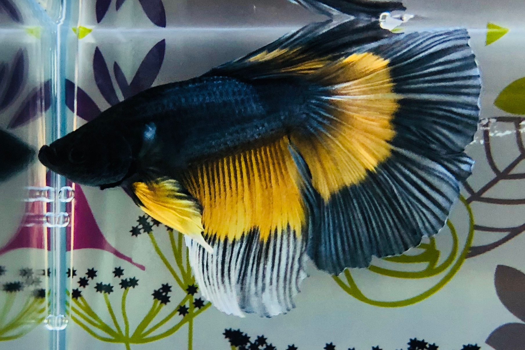 Pez Betta media luna,premium