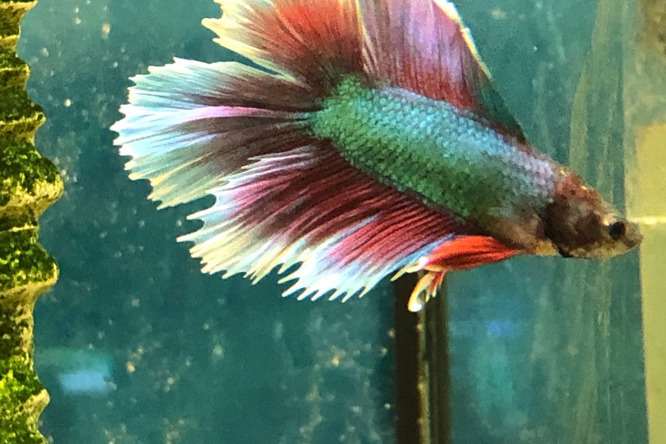 pez betta doble cola