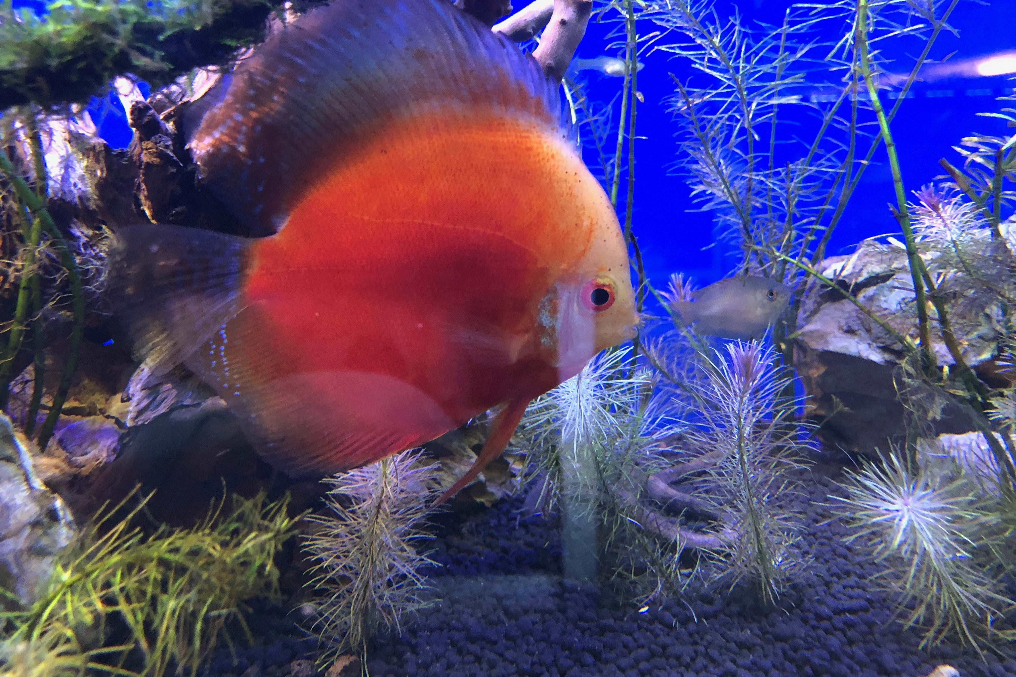 Acuario costa rica-discos sp