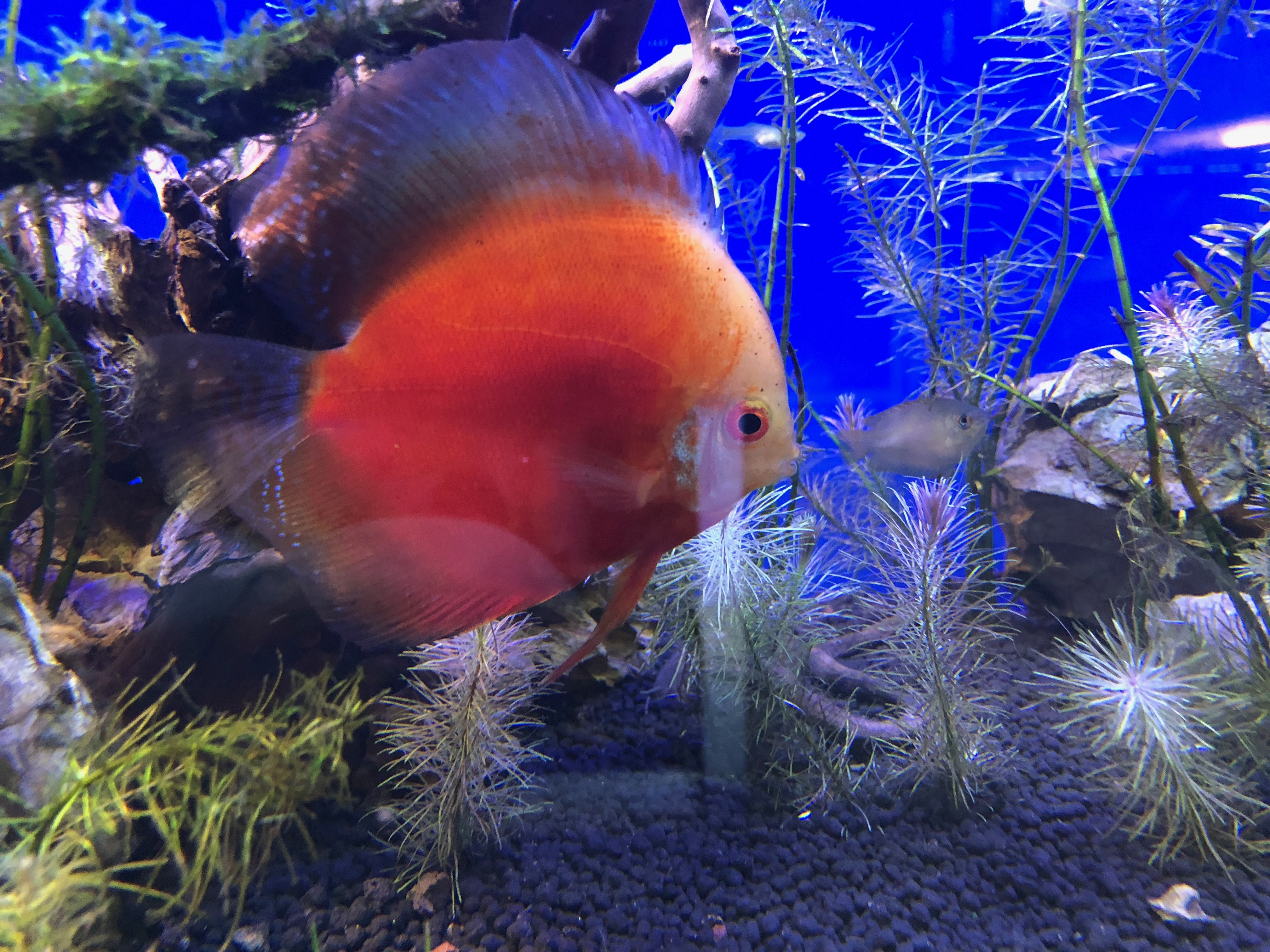 Acuario costa rica-discos sp