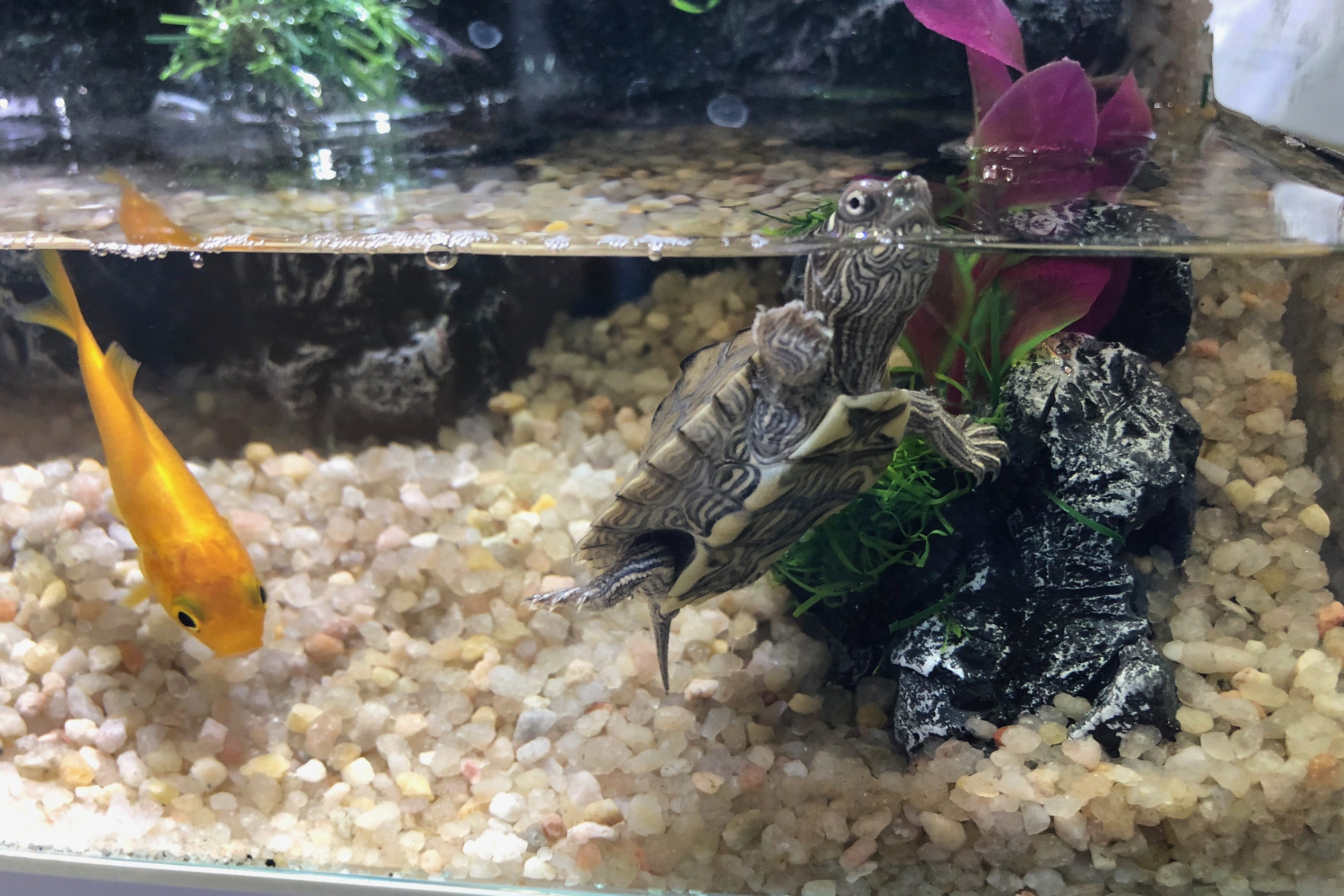 Graptemys pseudogeographica kohni