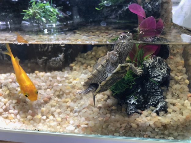 Graptemys pseudogeographica kohni Graptemys pseudogeographica kohni