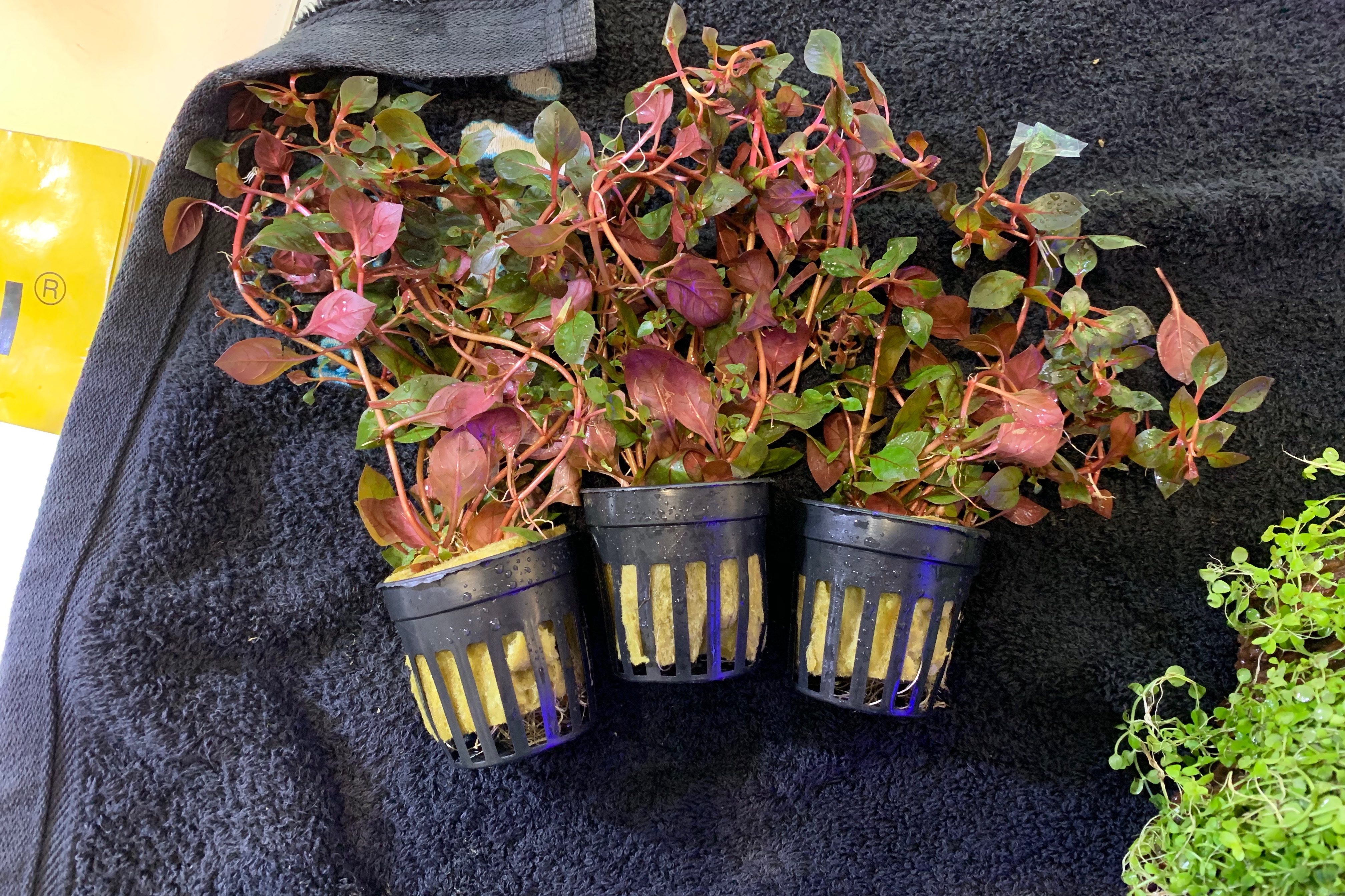 Acuario costa rica - Ludwigia palustris rubin