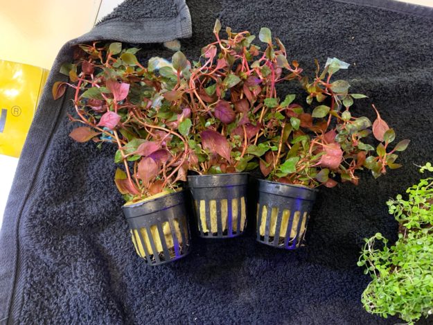 Acuario costa rica – Ludwigia palustris rubin Acuario costa rica - Ludwigia palustris rubin