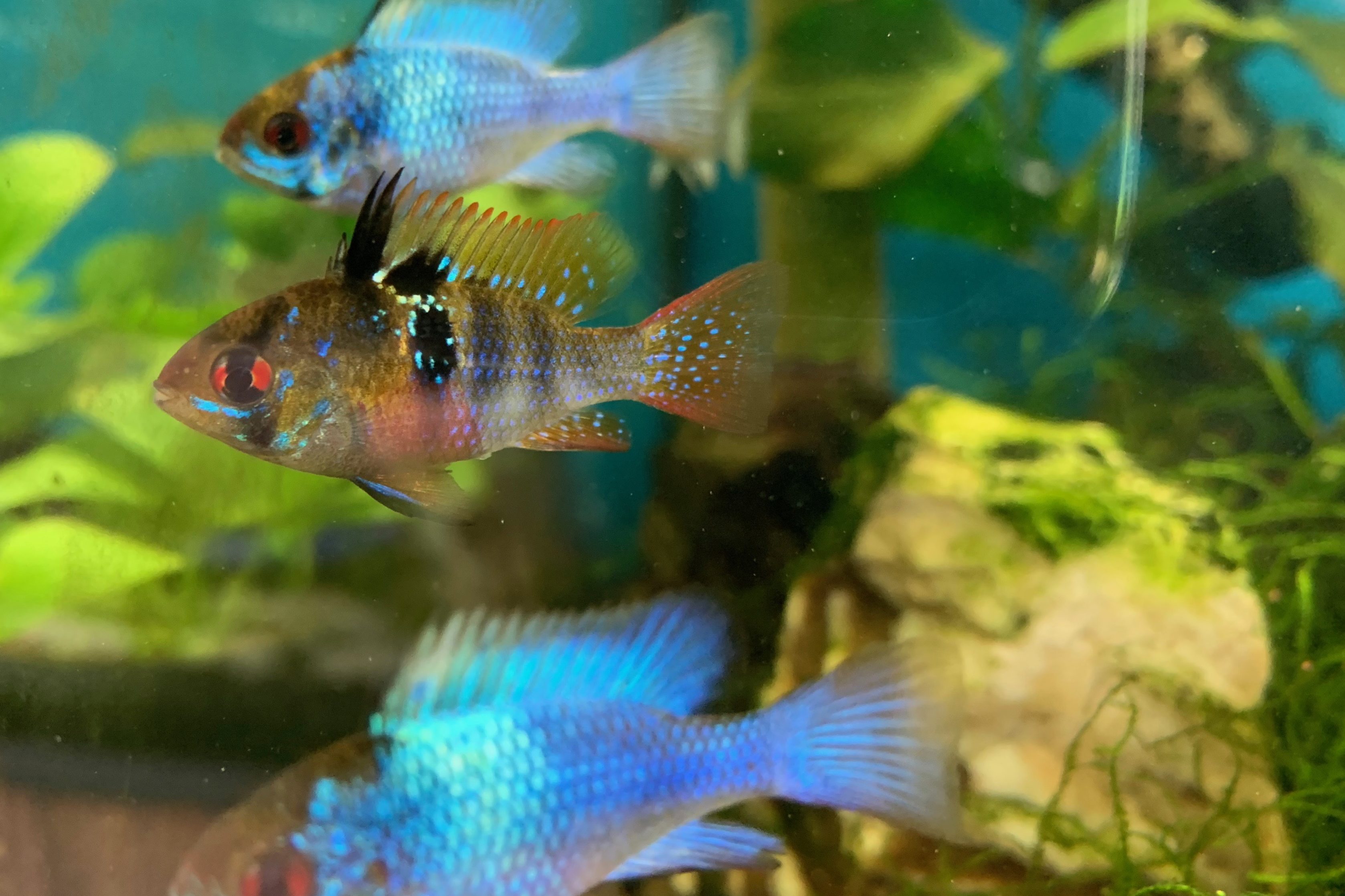 ramirez azul eléctrico