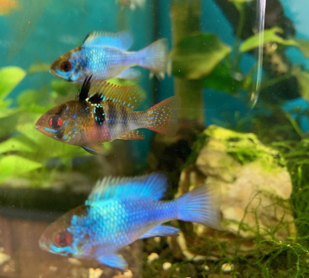 ramirez azul eléctrico ramirez azul eléctrico