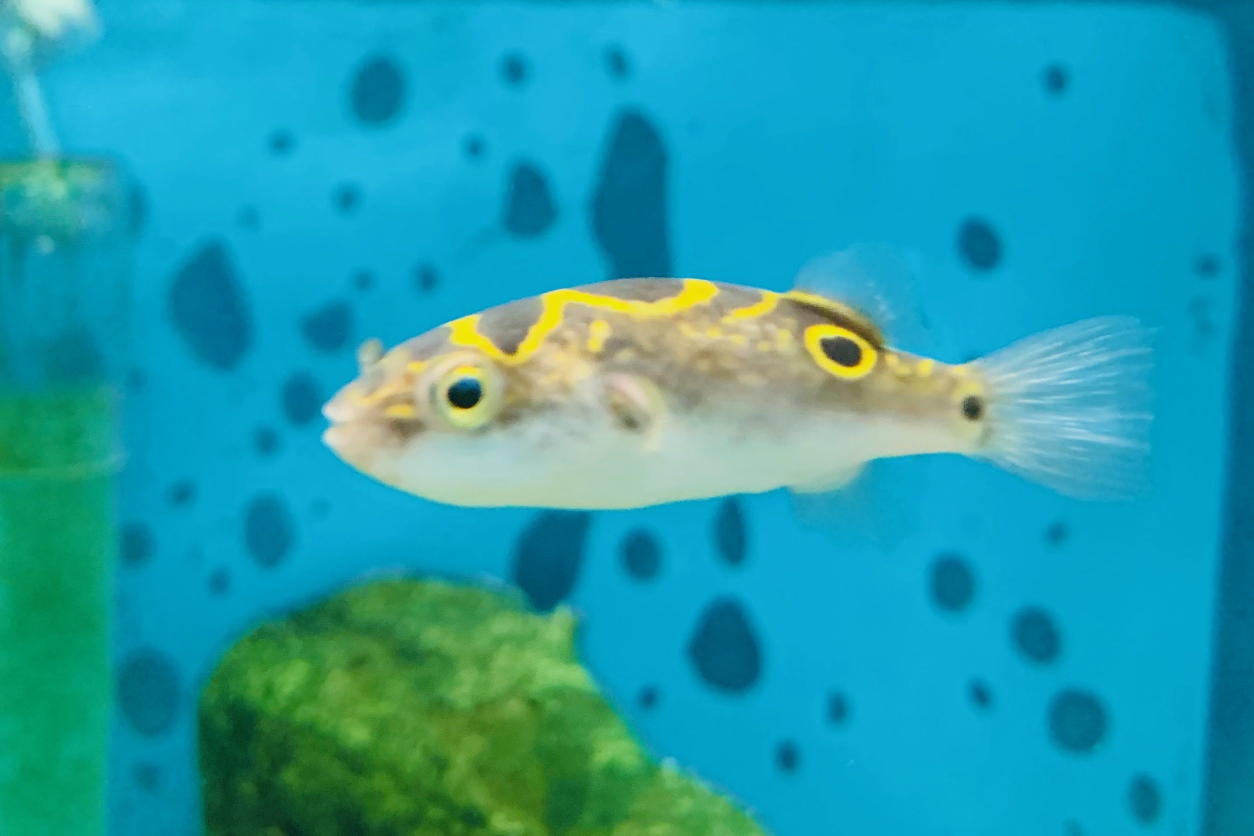 pez globo agua dulce