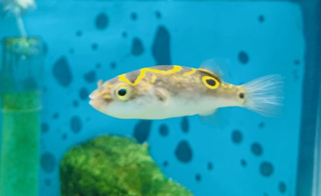 pez globo agua dulce